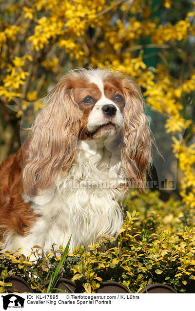 Cavalier King Charles Spaniel Portrait / KL-17895