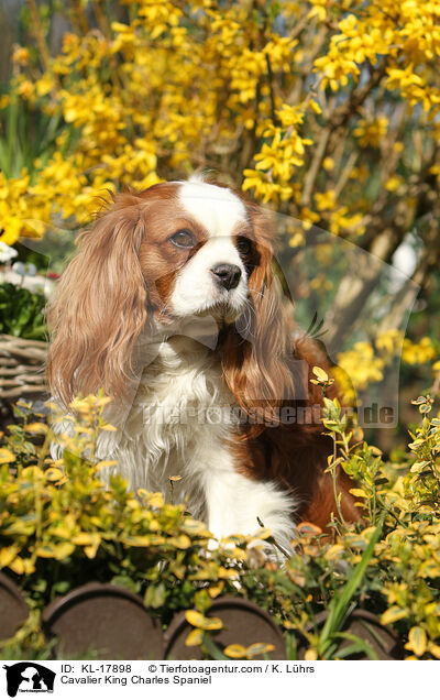 Cavalier King Charles Spaniel / Cavalier King Charles Spaniel / KL-17898