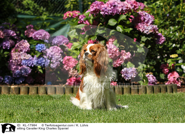 sitzender Cavalier King Charles Spaniel / sitting Cavalier King Charles Spaniel / KL-17984