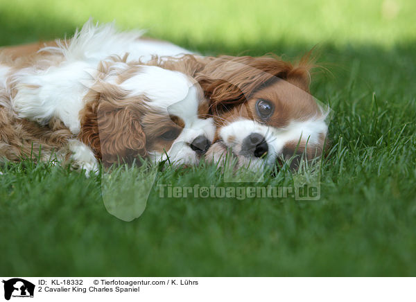 2 Cavalier King Charles Spaniel / 2 Cavalier King Charles Spaniel / KL-18332