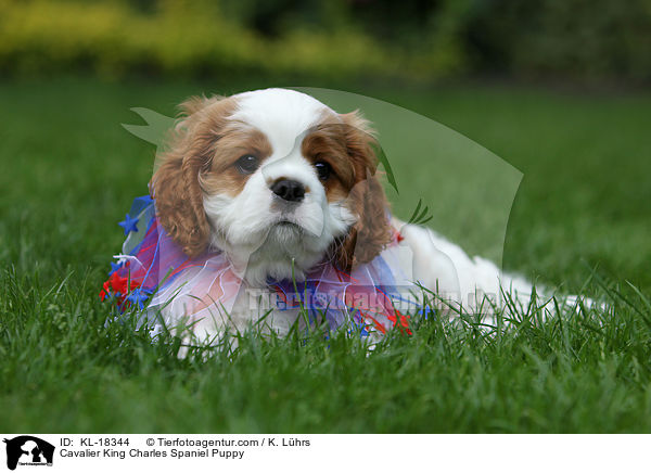 Cavalier King Charles Spaniel Welpe / Cavalier King Charles Spaniel Puppy / KL-18344