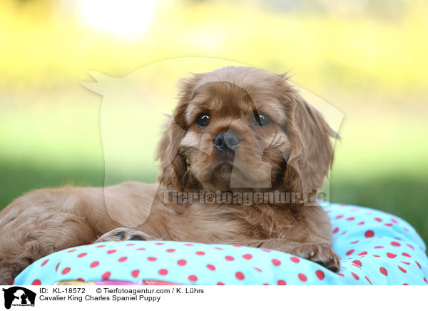 Cavalier King Charles Spaniel Welpe / Cavalier King Charles Spaniel Puppy / KL-18572