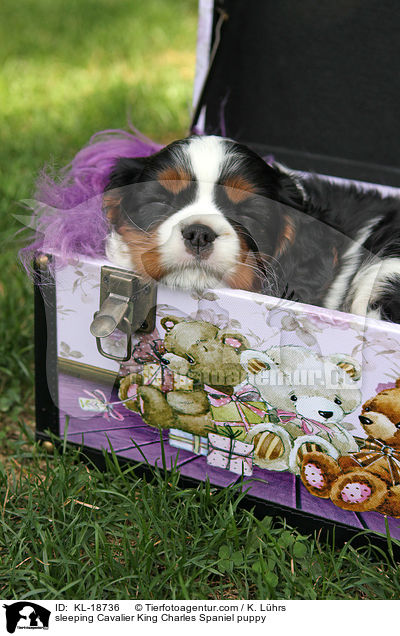 schlafender Cavalier King Charles Spaniel Welpe / sleeping Cavalier King Charles Spaniel puppy / KL-18736