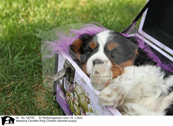 schlafender Cavalier King Charles Spaniel Welpe / sleeping Cavalier King Charles Spaniel puppy / KL-18740