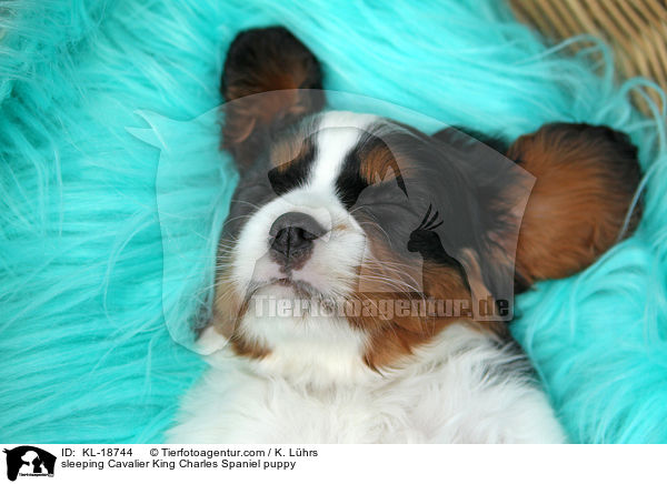 schlafender Cavalier King Charles Spaniel Welpe / sleeping Cavalier King Charles Spaniel puppy / KL-18744