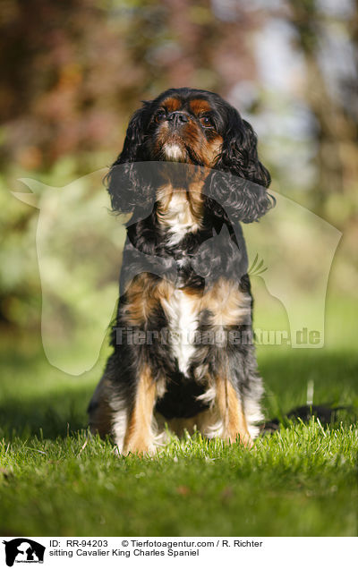 sitting Cavalier King Charles Spaniel / RR-94203