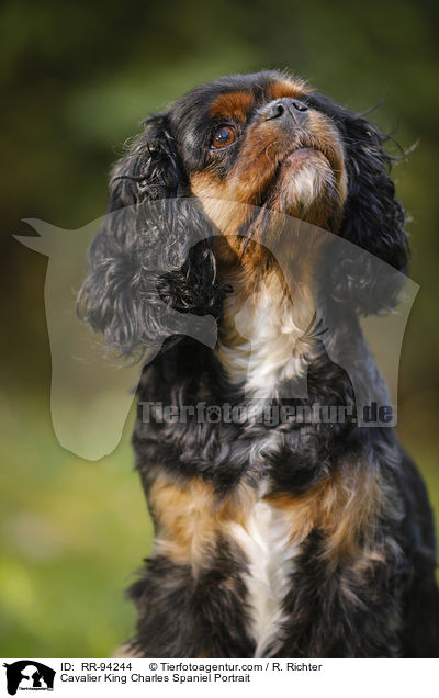 Cavalier King Charles Spaniel Portrait / RR-94244