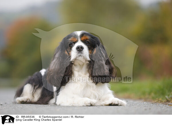 liegender Cavalier King Charles Spaniel / lying Cavalier King Charles Spaniel / RR-95536