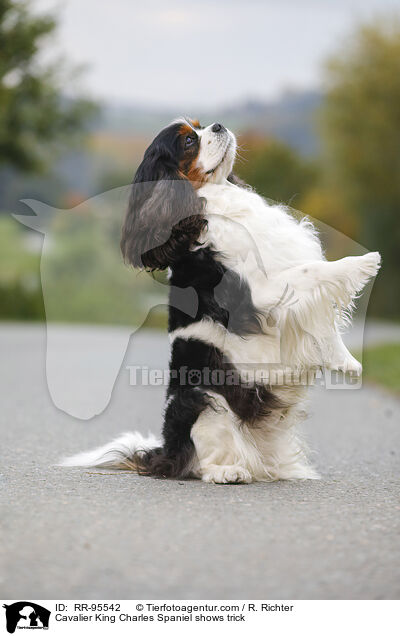 Cavalier King Charles Spaniel zeigt Trick / Cavalier King Charles Spaniel shows trick / RR-95542