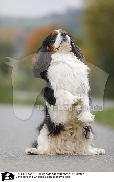 Cavalier King Charles Spaniel zeigt Trick / Cavalier King Charles Spaniel shows trick / RR-95544