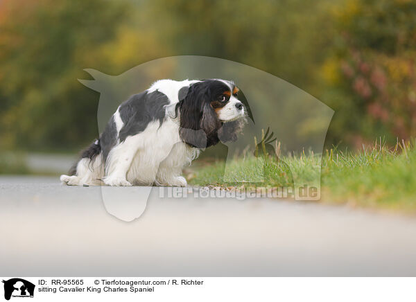 sitzender Cavalier King Charles Spaniel / sitting Cavalier King Charles Spaniel / RR-95565