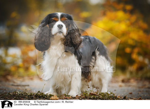 Cavalier King Charles Spaniel / RR-95608