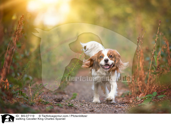 walking Cavalier King Charles Spaniel / BS-07119