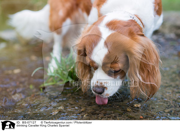 trinkender Cavalier King Charles Spaniel / drinking Cavalier King Charles Spaniel / BS-07127