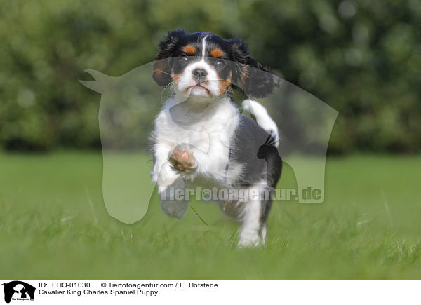 Cavalier King Charles Spaniel Puppy / EHO-01030