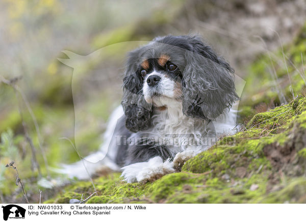 lying Cavalier King Charles Spaniel / NW-01033