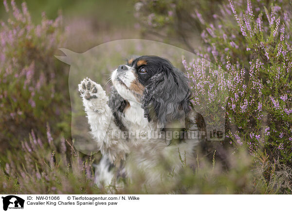 Cavalier King Charles Spaniel gibt Pftchen / Cavalier King Charles Spaniel gives paw / NW-01066