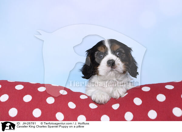 Cavalier King Charles Spaniel Welpe auf einem Kissen / Cavalier King Charles Spaniel Puppy on a pillow / JH-26781