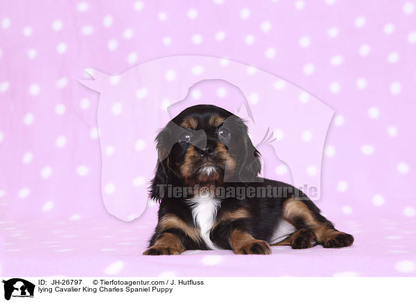 lying Cavalier King Charles Spaniel Puppy / JH-26797