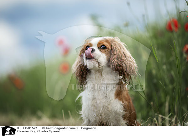 Cavalier King Charles Spaniel / Cavalier King Charles Spaniel / LB-01521