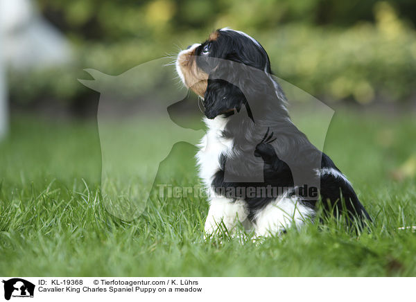 Cavalier King Charles Spaniel Welpe auf einer Wiese / Cavalier King Charles Spaniel Puppy on a meadow / KL-19368