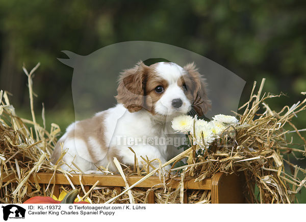 Cavalier King Charles Spaniel Welpe / Cavalier King Charles Spaniel Puppy / KL-19372