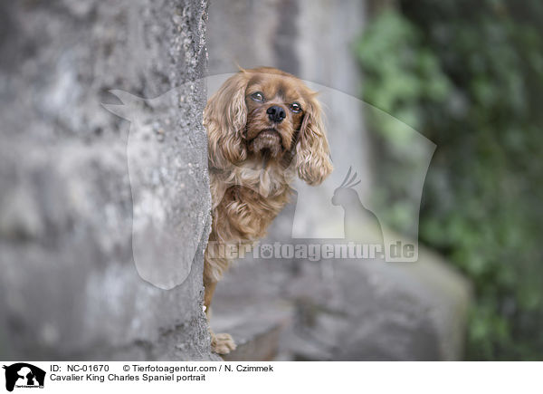 Cavalier King Charles Spaniel Portrait / Cavalier King Charles Spaniel portrait / NC-01670