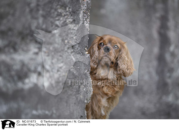 Cavalier King Charles Spaniel Portrait / Cavalier King Charles Spaniel portrait / NC-01673