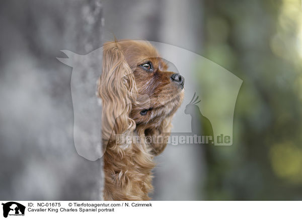 Cavalier King Charles Spaniel Portrait / Cavalier King Charles Spaniel portrait / NC-01675