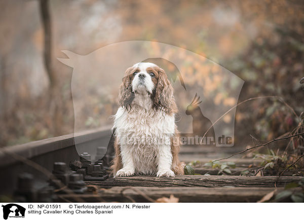 sitzender Cavalier King Charles Spaniel / sitting Cavalier King Charles Spaniel / NP-01591