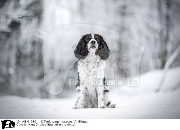 Cavalier King Charles Spaniel im Winter / Cavalier King Charles Spaniel in the winter / AE-01586