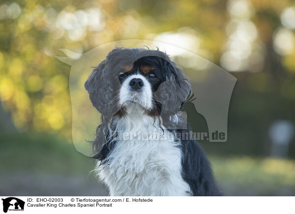 Cavalier King Charles Spaniel Portrait / EHO-02003