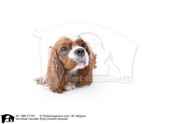 red-white Cavalier King Charles Spaniel / MW-17161