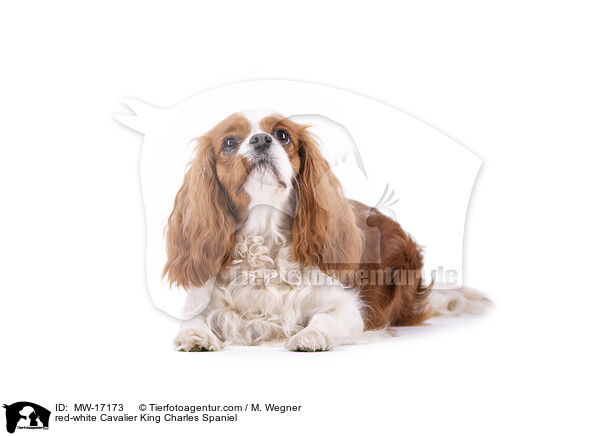 red-white Cavalier King Charles Spaniel / MW-17173