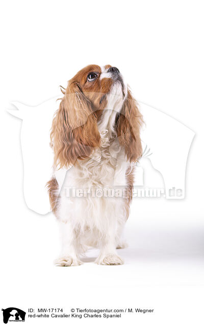 red-white Cavalier King Charles Spaniel / MW-17174