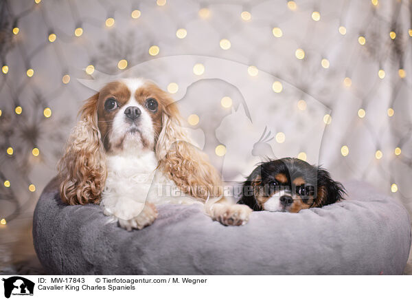 Cavalier King Charles Spaniels / Cavalier King Charles Spaniels / MW-17843