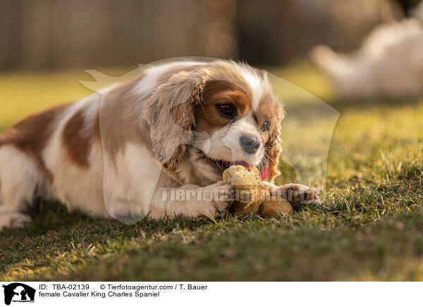 Cavalier King Charles Spaniel Hndin / female Cavalier King Charles Spaniel / TBA-02139