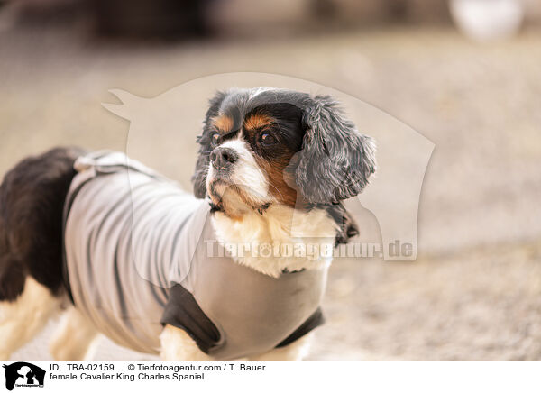 Cavalier King Charles Spaniel Hndin / female Cavalier King Charles Spaniel / TBA-02159