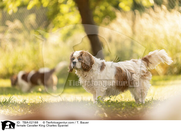 Cavalier King Charles Spaniel Hndin / female Cavalier King Charles Spaniel / TBA-02188