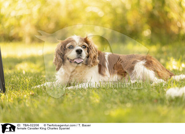 female Cavalier King Charles Spaniel / TBA-02206