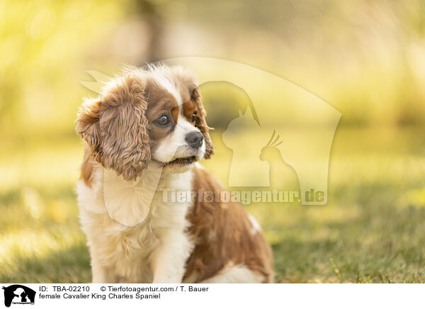 female Cavalier King Charles Spaniel / TBA-02210