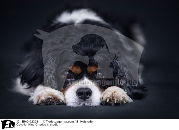 Cavalier King Charles in studio / EHO-02328