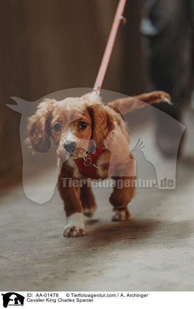 Cavalier King Charles Spaniel / Cavalier King Charles Spaniel / AA-01478