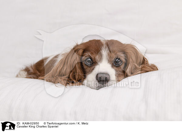 Cavalier King Charles Spaniel / Cavalier King Charles Spaniel / KAM-02950