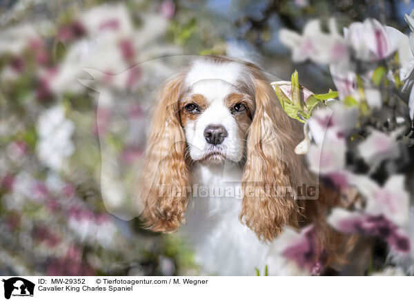 Cavalier King Charles Spaniel / Cavalier King Charles Spaniel / MW-29352