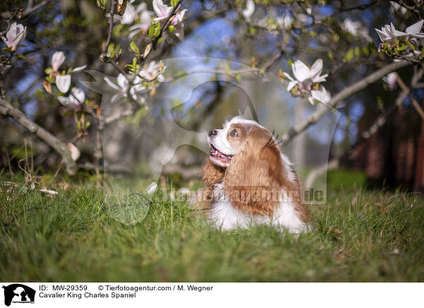 Cavalier King Charles Spaniel / Cavalier King Charles Spaniel / MW-29359