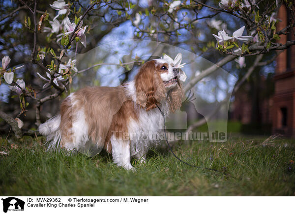 Cavalier King Charles Spaniel / Cavalier King Charles Spaniel / MW-29362