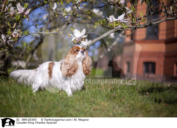 Cavalier King Charles Spaniel / Cavalier King Charles Spaniel / MW-29365