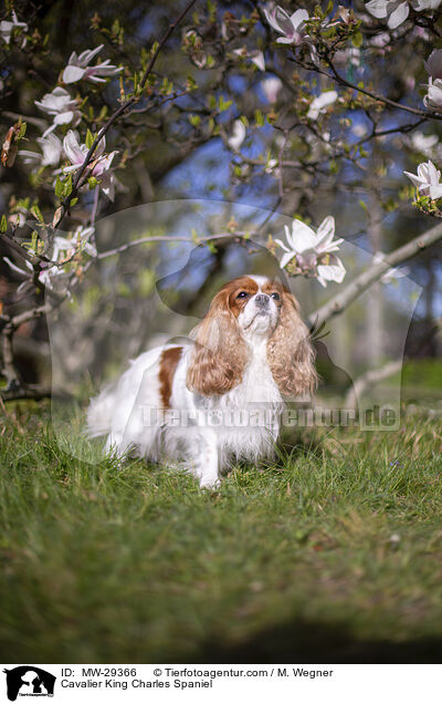 Cavalier King Charles Spaniel / Cavalier King Charles Spaniel / MW-29366