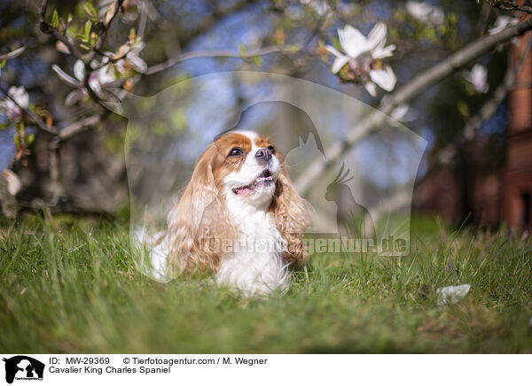 Cavalier King Charles Spaniel / Cavalier King Charles Spaniel / MW-29369